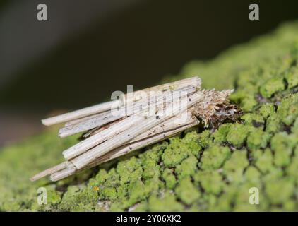 Bagworm oder Case Bearing Moth Caterpillar (Psyche casta), Psychidae. Sussex, Großbritannien Stockfoto