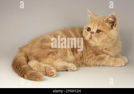 Exotischer Roter Tabby Kitten Stockfoto