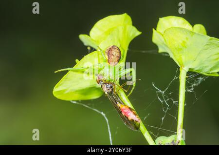 Weibliche Grüne Krabbenspinne (Diaea dorsata) mit gefangener Gossamer Hoverfly (Baccha elongata). Thomisidae. Sussex, Großbritannien Stockfoto