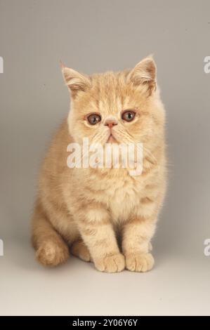 Exotischer Roter Tabby Kitten Stockfoto