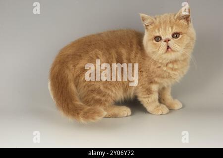 Exotischer Roter Tabby Kitten Stockfoto