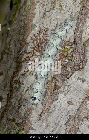 Gut getarnte Lappet Moth Raupe, die einen Baum (Gastropacha quercifolia), Lasiocampidae, herabsteigt. Sussex, Großbritannien Stockfoto
