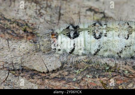 Detail des Kopfes der Lappet Moth Caterpillar (Gastropacha quercifolia), Lasiocampidae. Sussex, Großbritannien Stockfoto