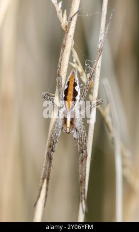 Pretty Male Kinderspinne (Pisaura mirabilis). Pisauridae. Sussex, Großbritannien Stockfoto