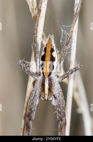 Attraktiv markierte männliche Kinderspinne (Pisaura mirabilis). Sussex, Großbritannien Stockfoto
