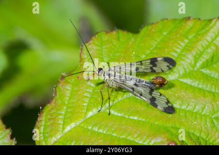 Männliche Skorpionfliege (Panorpa cf communis). Panorpidae, Mecoptera. Sussex, Großbritannien Stockfoto