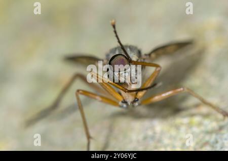 Männlicher Downlooker Snipe Fly reinigt sich selbst (Rhagio scolopaceus), Rhagionidae. Sussex, Großbritannien Stockfoto