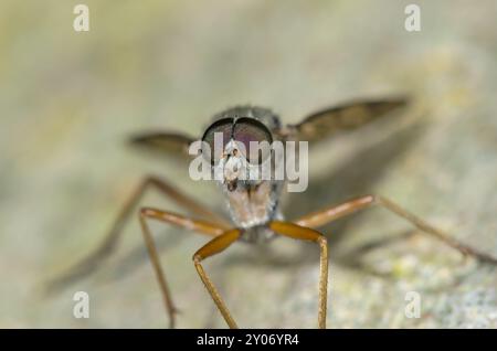 Männlicher Downlooker Snipe Fly reinigt sich selbst (Rhagio scolopaceus), Rhagionidae. Sussex, Großbritannien Stockfoto