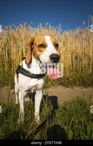 Hund auf den Feldern im Sommer. Beagle Hund auf einem Spaziergang in der Sonne mit der Zunge raus. Hintergrund Stockfoto