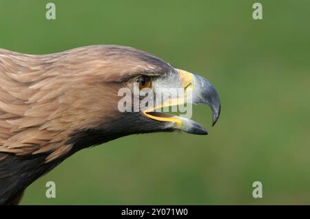 Steinadler, Steinadler (Aquila Chrysaetos) Stockfoto