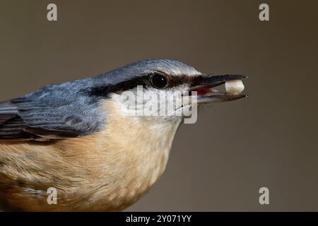 Nuthatch mit Erdnusskern Stockfoto