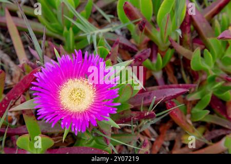 Rosa Blüte der essbaren hottentot-Feige (Carpobrotus edulis) an der Algarve, Portugal. Hottentot-Feige (Carpobrotus edulis) in der Costa Vicentina natur Stockfoto