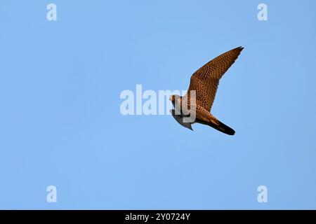 Wanderfalken fliegen Stockfoto