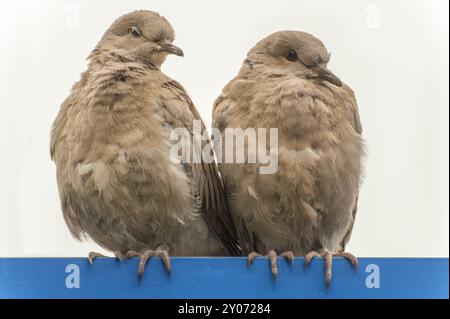 Zwei Tauben sitzen nebeneinander auf einem blauen Balken Stockfoto