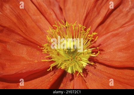 Rot (Papaver Nudicaule), Einzelblume nah oben Stockfoto