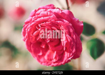 Rosafarbene Rose in einem Garten mit zarten Blütenblättern und satten Farben. Schöne rosa Blume mit grünem Stiel. Die Blume ist in voller Blüte und sieht fr aus Stockfoto