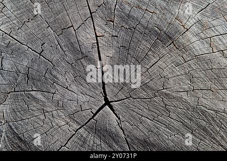 Die Struktur eines abgesägten Baumstamms in einem Wald Stockfoto