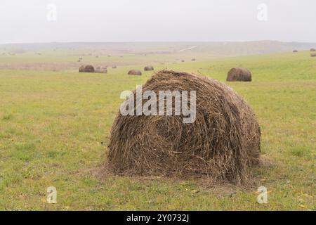 Runder Heuballen auf einem abschüssigen grünen Feld bei bewölktem Wetter vor dem Hintergrund anderer zu Zylindern verdrehter Ballen Stockfoto