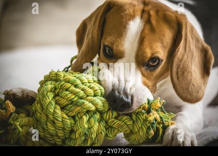 Beagle hund Beißen und Kauen auf Seil Knoten Spielzeug auf einer Couch. Der Blick in die Kamera. Nahaufnahme Stockfoto