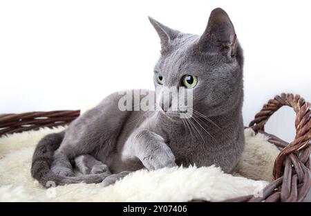 Elegante russische blaue Stammkatze auf Lammfell Stockfoto