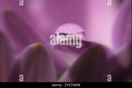 Gerbera mit Wassertröpfchen Stockfoto