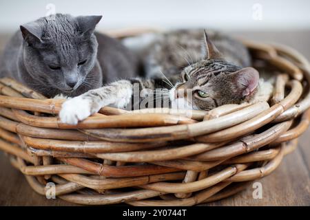 Zwei Katzen kuscheln sich in der Weide Stockfoto