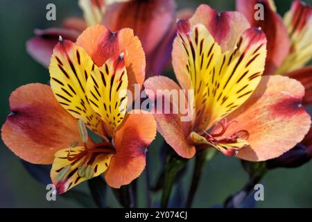 Incalillia Stockfoto