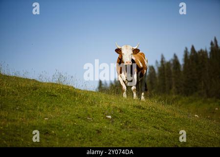 Kühe auf der Alm im Sommer in den österreichischen Alpen Stockfoto