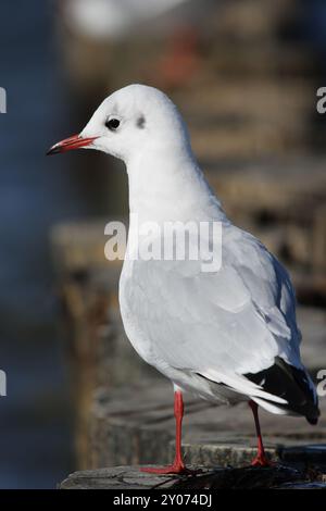 Schwarzköpfige Schwarzkopfmöwe (Larus ridibundus) sitzt auf einem Holzsteg am Strand der Ostsee. Schwarzkopfmöwe (Larus ridibundus) Sitten Stockfoto