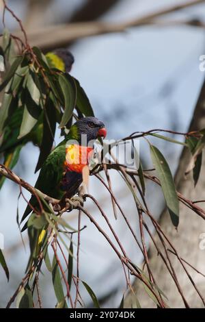 Coconut lorikeet (Trichoglossus haematodus) sitzt auf einem Ast in Australien, Rainbow Lorikeet (Trichoglossus haematodus) sitzt auf einem Ast in Austr Stockfoto