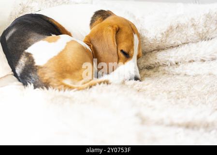 Beagle Hund müde schläft auf einem gemütlichen Sofa, Sofa, Decke Hund Hintergrund Stockfoto