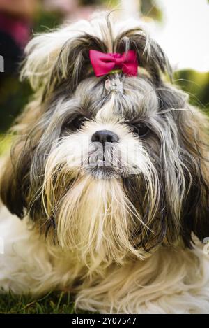 Shih Tzu Hund mit roter Schleife auf dem Kopf hoch. Hund Hintergrund Stockfoto