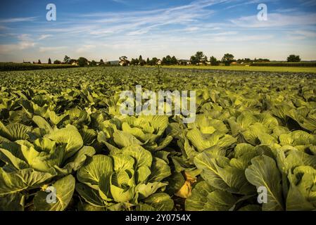 Anbau von Kohl auf einem Feld in Österreich Sommer Stockfoto