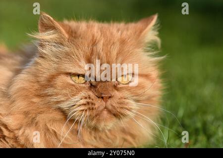 Perser Katze im Garten Stockfoto