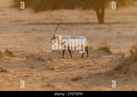 Arabische Oryx oder Weiße Oryx (Oryx leucoryx) Stockfoto