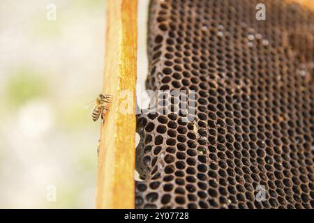 Tote Bienen, bedeckt mit Staub und Milben auf einer leeren Wabe eines Bienenstocks im Niedergang, leiden an einer Kolonienkollollaps-Störung Stockfoto