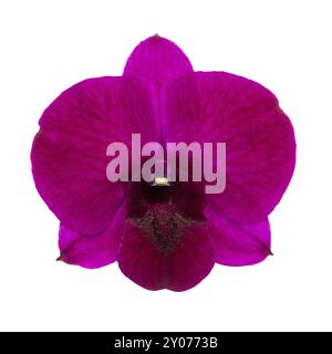 Violette Orchidee isoliert auf weiß mit Beschneidungspfad Stockfoto