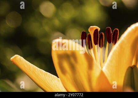 Gelbe Madonnenlilie (Lilium candidum) Blüte mit Knospen in der Natur. Hintergrund in der Natur. Detaillierte Closup-Aufnahmen in der Sonne. Selektiver Fokus Stockfoto