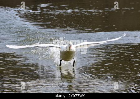 Swan Stockfoto