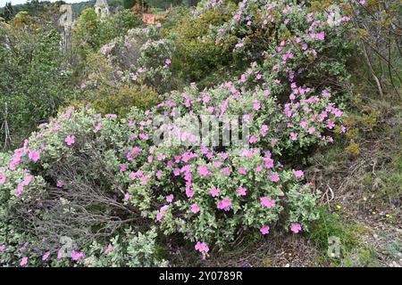 Blühender Graublättriger Zistus Sträucher oder Bush, Cistus albidus, wächst in Maquis Strauchland oder Garrigue in der Provence Südfrankreich Stockfoto