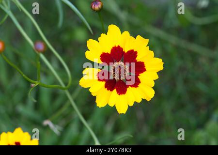 Zwergmädchenauge Sterntaler, Deutschland, Europa Stockfoto