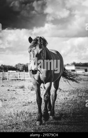 Pferd auf der Wiese, auf dem Bauernhof in sonniger Tag. Schwarzen und weißen Hintergrund Stockfoto