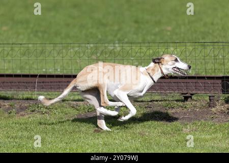 Windhundrennen Stockfoto