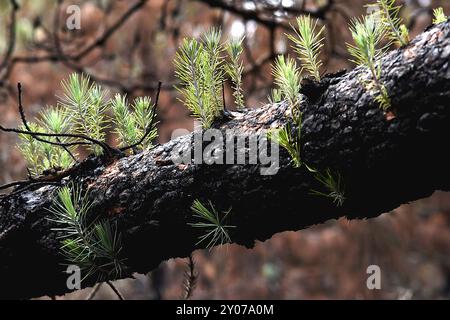 Neues Leben aus verbrannten Kiefern nach einem Waldbrand, Wandergebiet Montanas Negras, Parque Natural de Corona Forestal Stockfoto