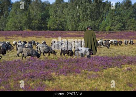 Heidehirte mit seinen Schafen, Lüneburger Heide, Niedersachsen, Deutschland, Europa Stockfoto