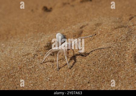 Die Golden Cartwheeling Spider (Carparachne aureoflava) lebt in der Namib-Wüste. In Gefahr faltet er die Beine hoch und rollt die Dünen herunter wie ein wh Stockfoto