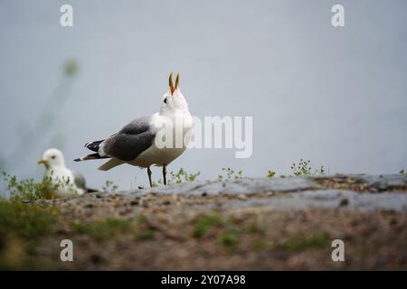 Die Gull (Larus canus) ruft an einem Seeufer in Finnland Stockfoto