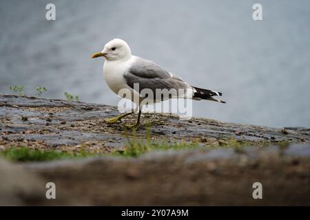 Gemeine Möwe (Larus canus) zu Fuß an einem See in Finnland Stockfoto