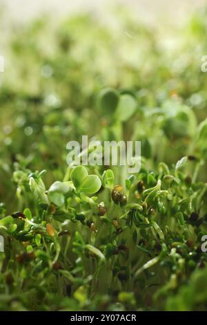 Brunnenkresse (Nasturtium officinale) sprießt in hellem Sonnenlicht, keimende Kressesamen organisches Grün Nahaufnahme Hintergrund. Stockfoto