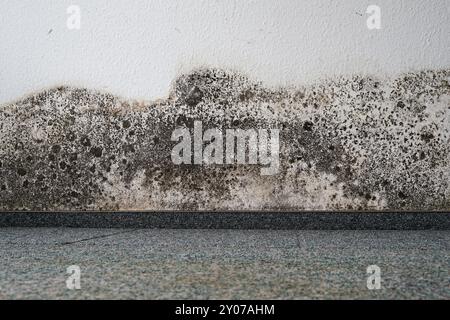 Schimmel an der Wand einer Wohnung Stockfoto